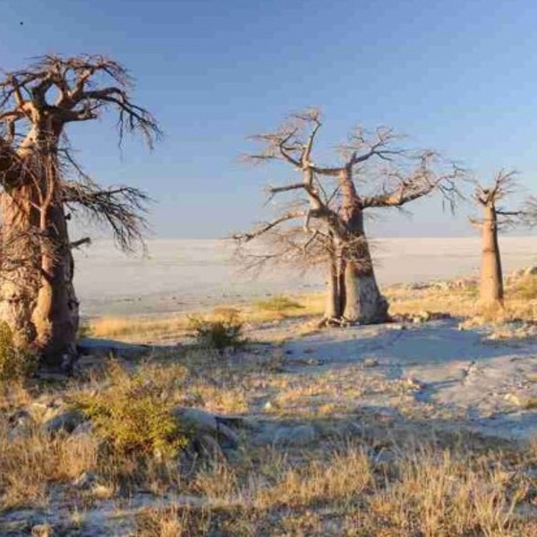 Træer i Makgadikgadi Pans