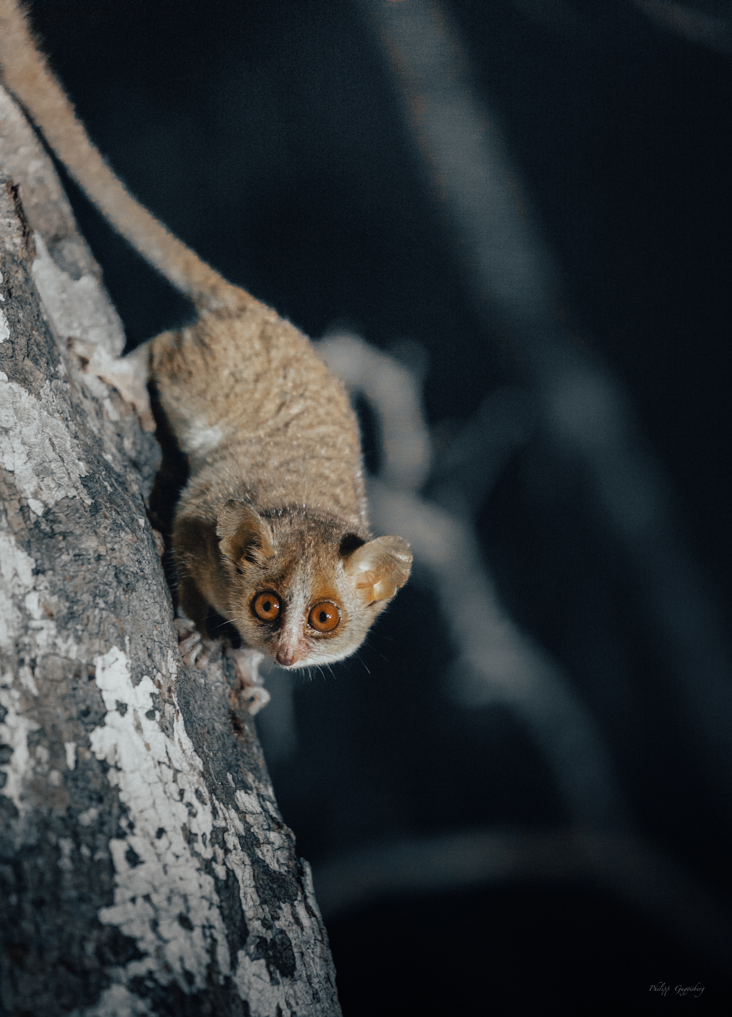 Et lille dyr kravler på en gren