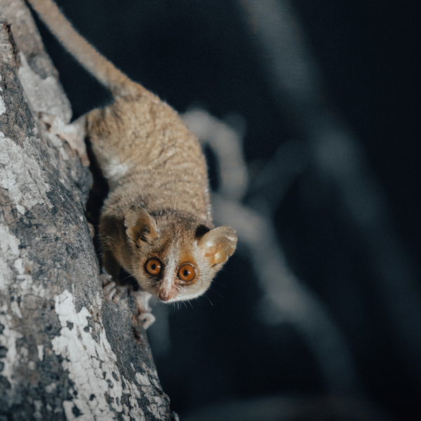 Et lille dyr kravler på en gren