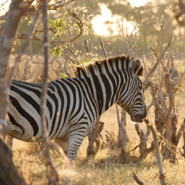 Zebra i Moremi - Botswana