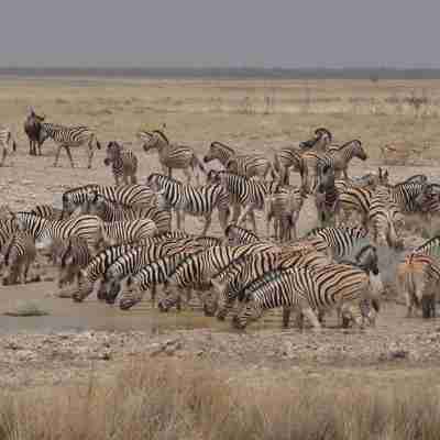 Der er en enkelt gnu mellem alle zebraerne, Etosha, Namibia