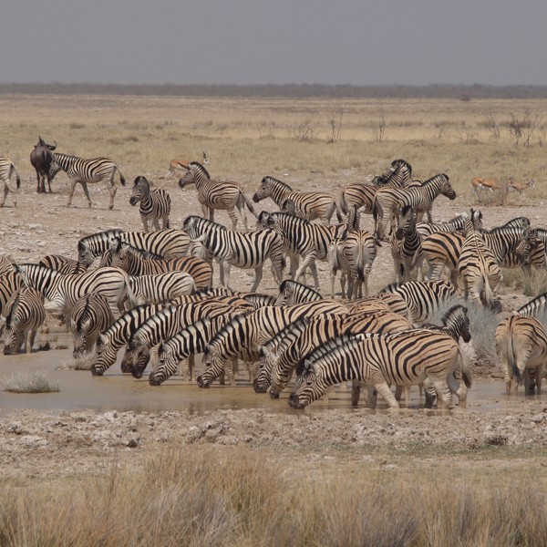 Der er en enkelt gnu mellem alle zebraerne, Etosha, Namibia