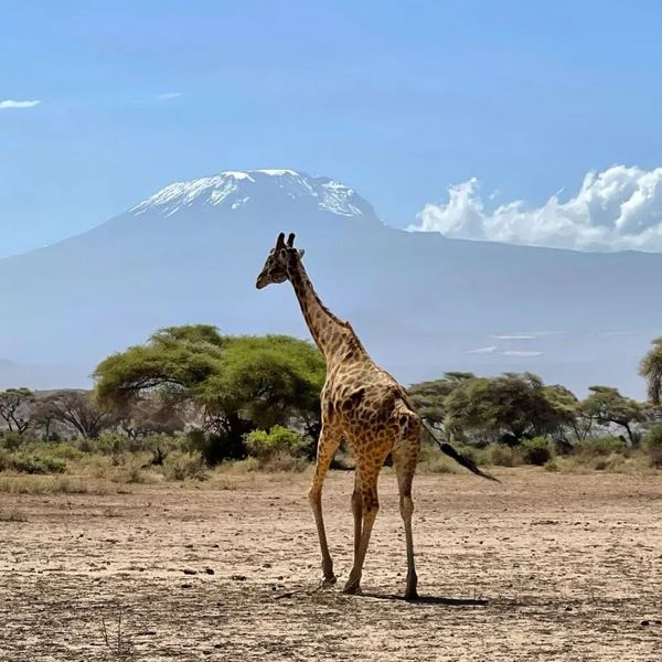 Tanzania - Giraf