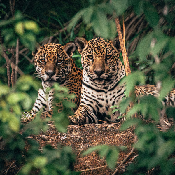 Jaguarer i Pantanal, Brasilien