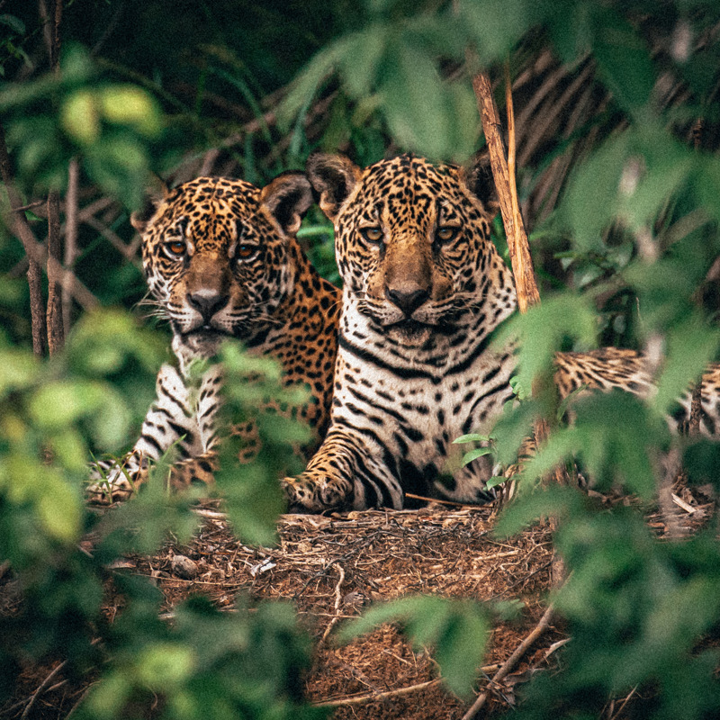 Jaguarer i Pantanal, Brasilien
