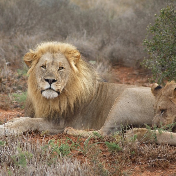 n flot hanløve, Shamwari, Sydafrika