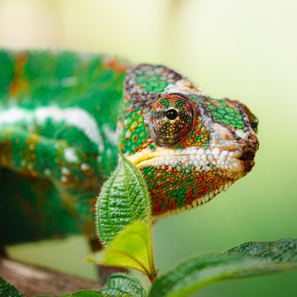 Nærbillede af en kamæleon