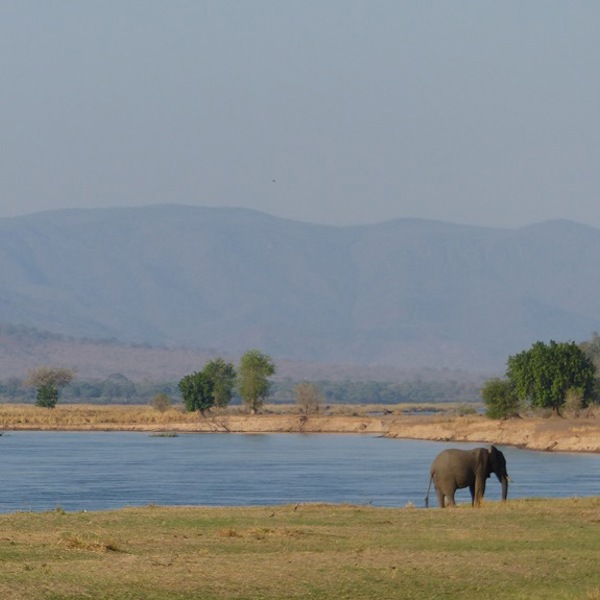 Elefanter ved sø, Mana Pools