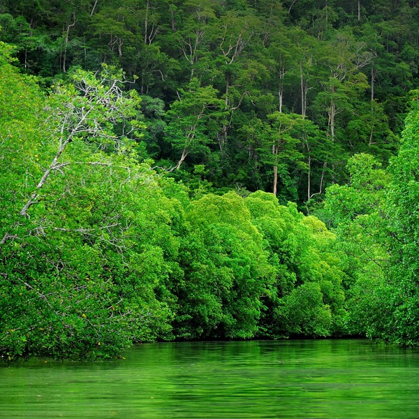 Flotte grønne omgivelser, Langkawi, Malaysia